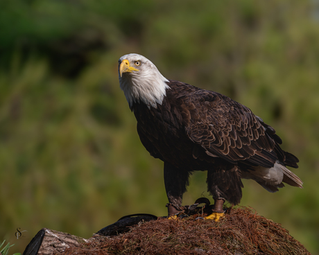 Amerikaanse zeearend
