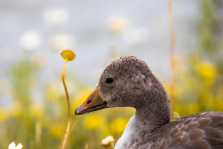 Jonge gans op de Markerwadden 