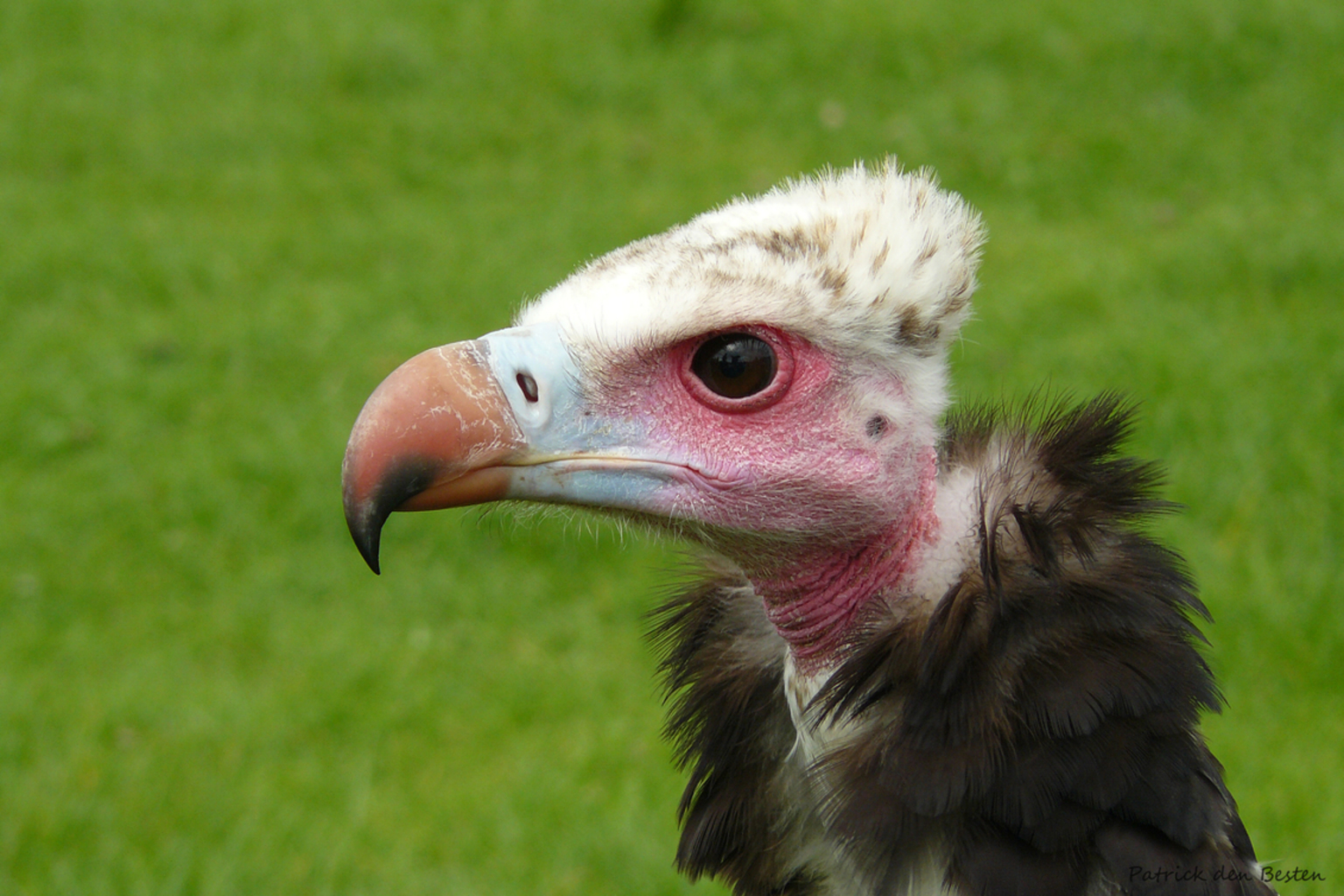 583CEB857C406845E381CFB0D710D251-mooie-gier.jpg?w=1536