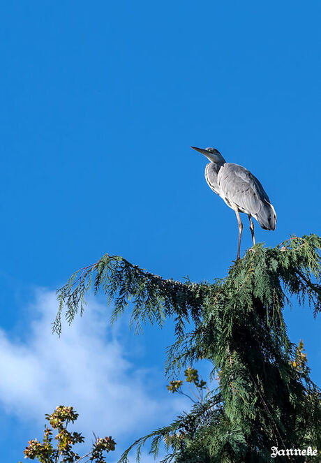 DSC_9579_ reiger.