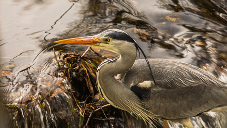 Blauwe reiger