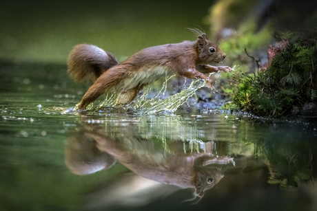Eekhoorn in water
