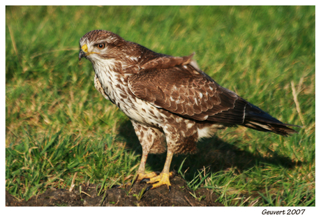 Buizerd