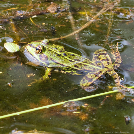 Groene kikker