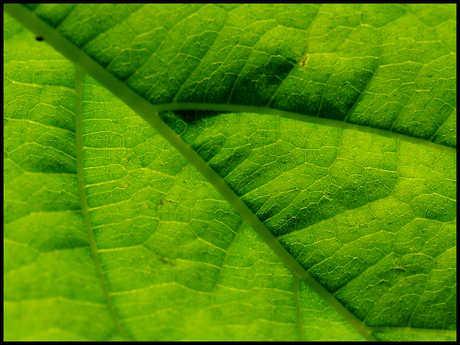 Natuurlijke lijnen