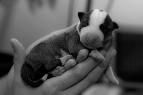 Puppy vandaag geboren (Mini Bull Terrier)