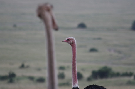 Ostrich meeting