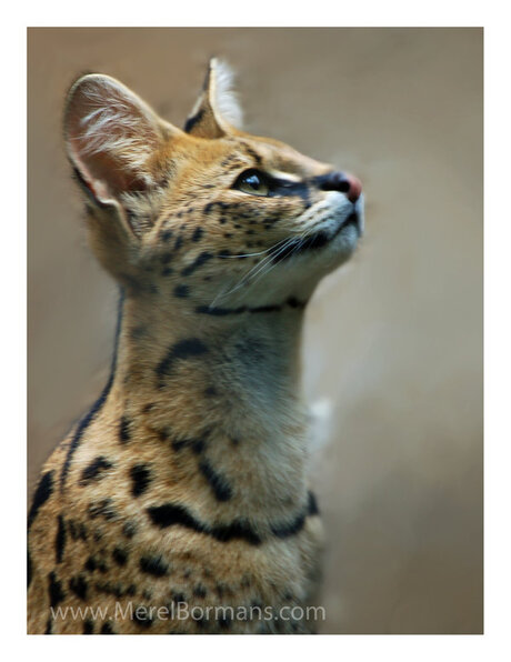 Serval