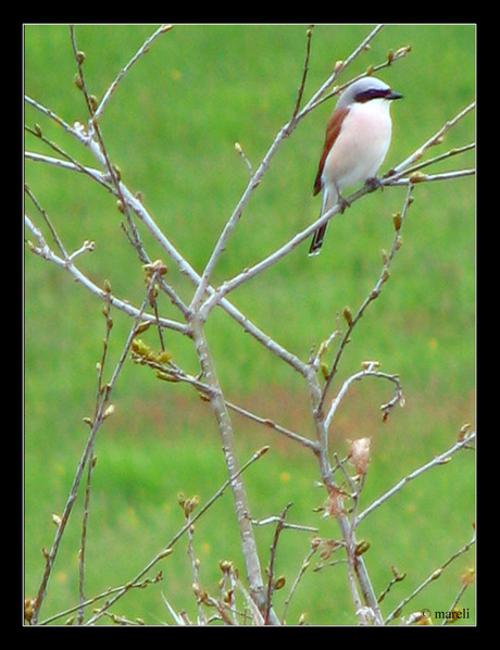 Unknown bird