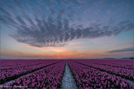 Zonsopkomst boven de tulpen.