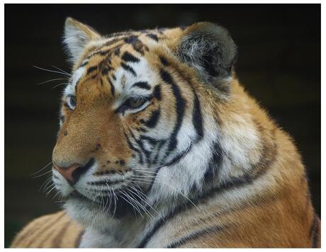 close up van een tijger