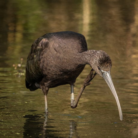 Zwarte ibis