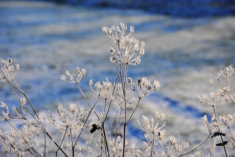 "witte" bloem