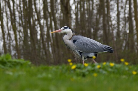 Wandelende reiger