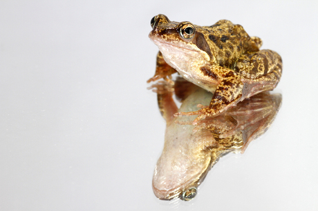 Prinses en de kikker