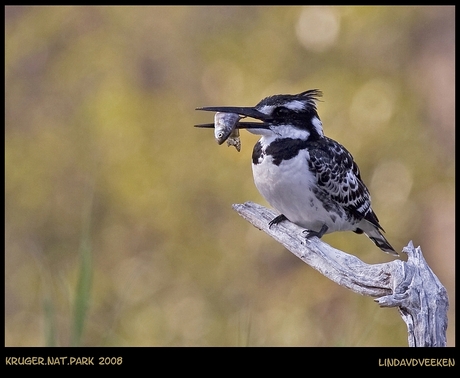 De bonte ijsvogel