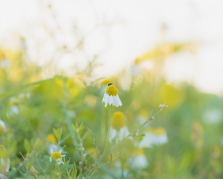 Madeliefje in het Binnenveld