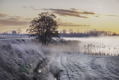 Boom in de mist