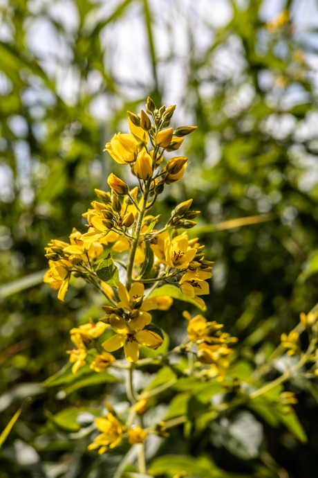 Gele plant