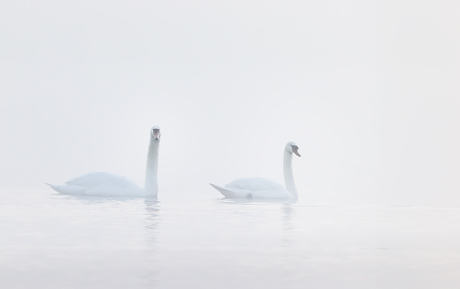 Zwanen in de mist