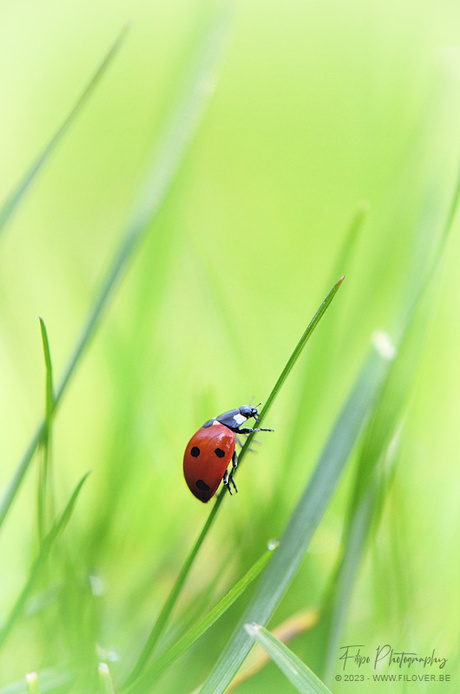 Rood met zwarte stippen