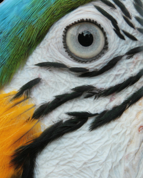 Papagaaien oog