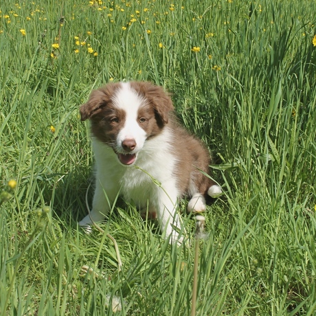 Happy Pup