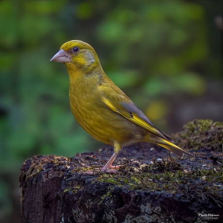 Groenling (Chloris chloris).