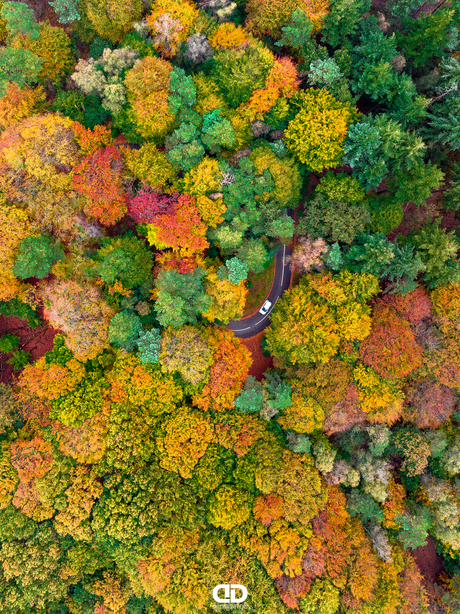 De herfst komt er aan. Wow wat een kleuren