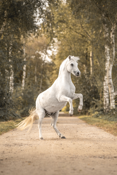 Steigerende pony