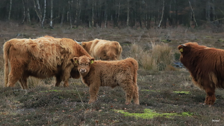 Schotse Hooglander Kalf