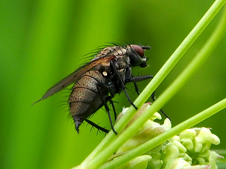 it is a fly