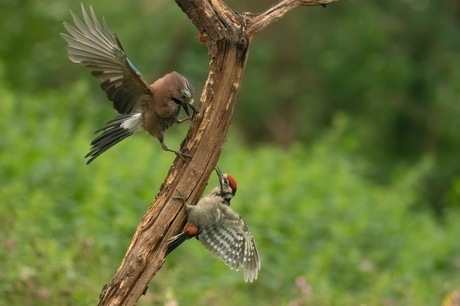 Meningsverschil tussen bonte specht en gaai