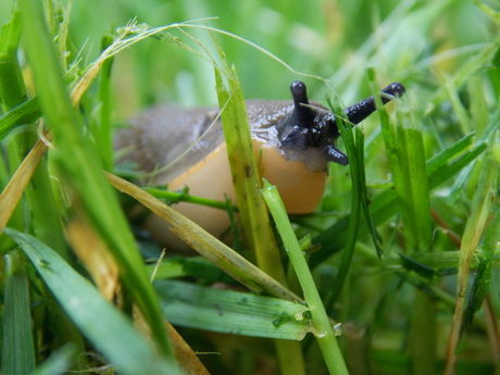 Naaktslak in het gras