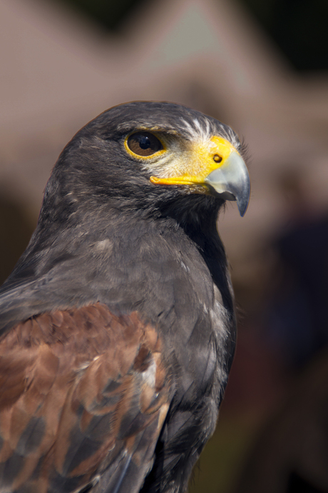 woestijnbuizerd