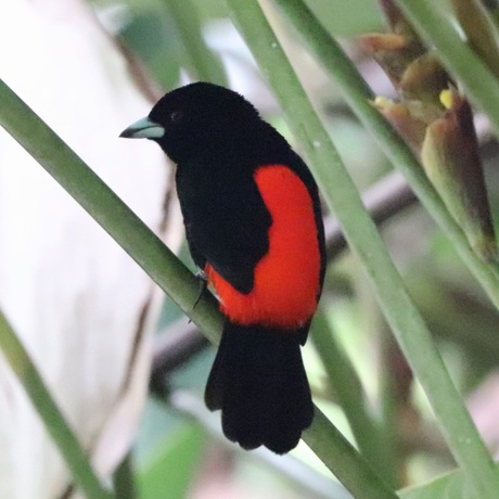Roodrugtangare, mannetje