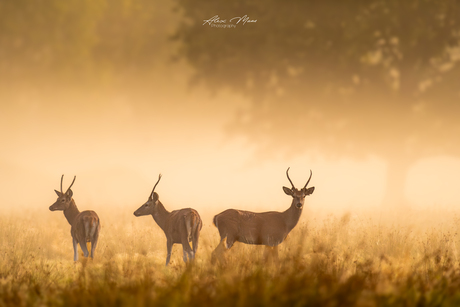 3 herten in de mist