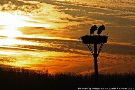 Ooievaars in de ochtendzon