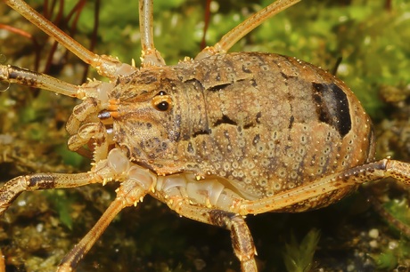 Odielus spinosus