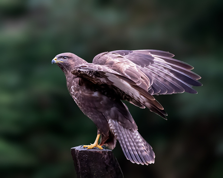 Buizerd