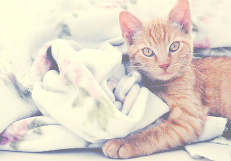 Ginger kitty