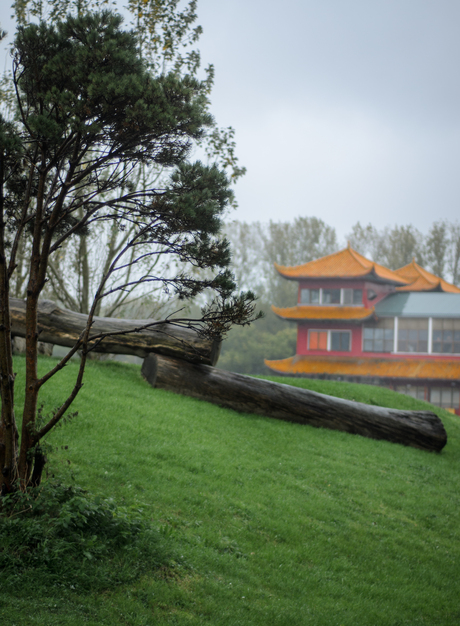 Chinese boot in Rotterdam