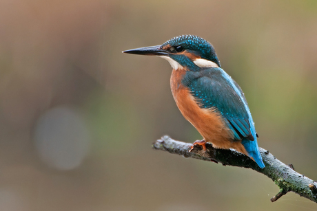 IJsvogel (Alcedo atthis)