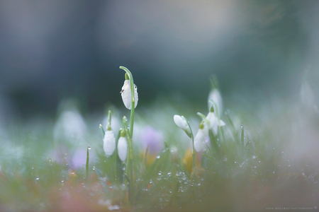 Spring is here - Vanochtend met een aantal zoomers Amelisweerd in getrokken op zoek naar het voorjaar. 
Dat was niet zo moeilijk, velden vol met sneeuwklokjes ;-)

 - foto door HMeeuwes op 22-02-2019 - deze foto bevat: macro, wit, lente, natuur, druppel, krokus, vliegje, dauw, sneeuwklokje, dof, amelisweerd, sneeuwklok, bokeh, urecht, groot diafragma, 180 mm