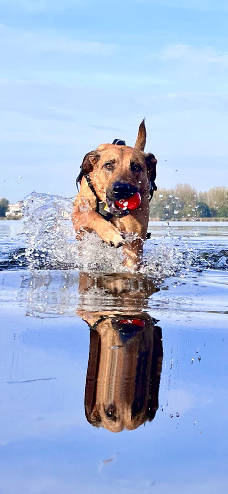 speedy-jumping-dog 