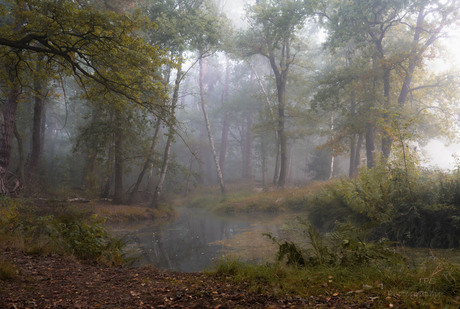 Mist in het bos