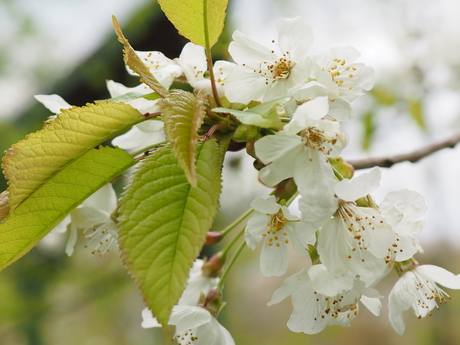 In de Leidse hout: kerspruim