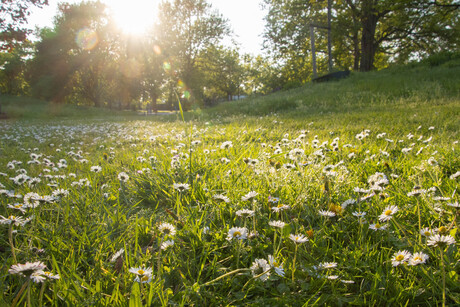 Lente