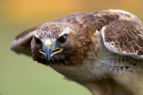 Roodstaartbuizerd