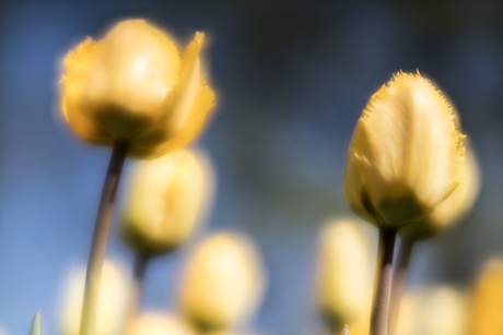 Tulpen met de lensbaby velvet